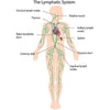 Energy Flows Body Tool - Lymphatic Drainage Bella Ciao 