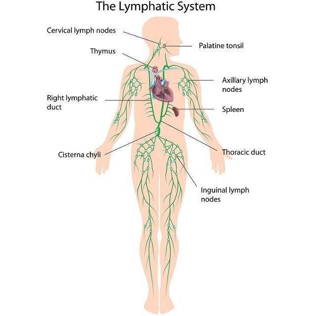 Energy Flows Body Tool - Lymphatic Drainage Bella Ciao 